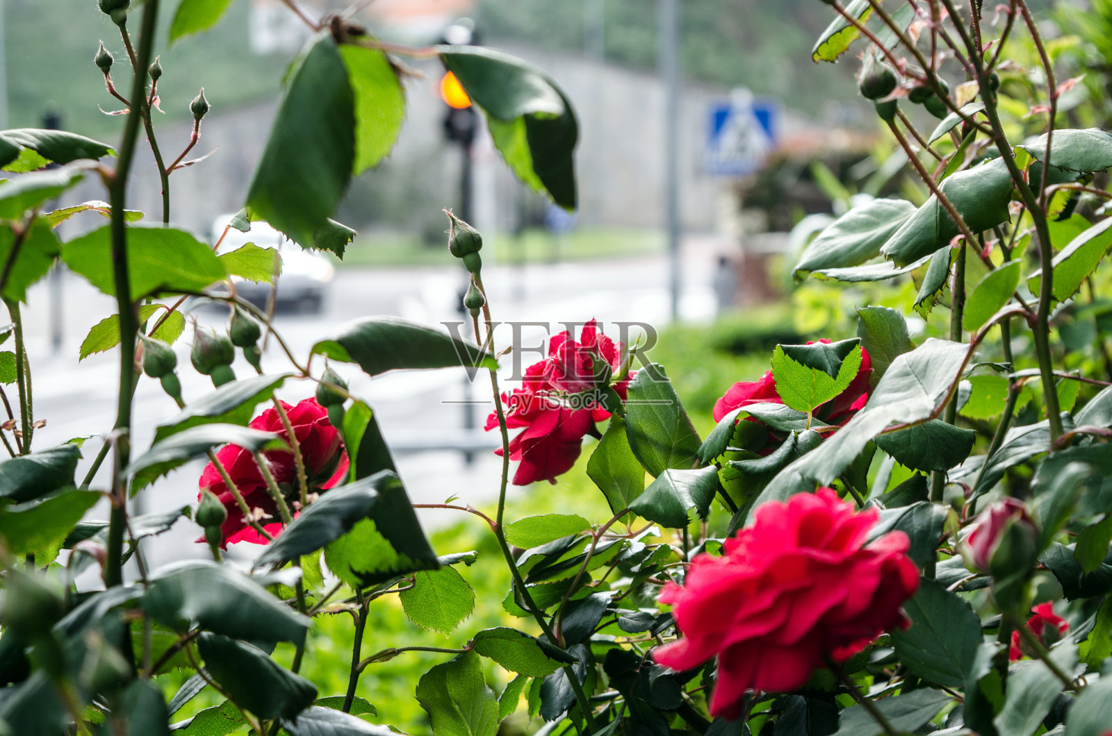 玫瑰照片摄影图片