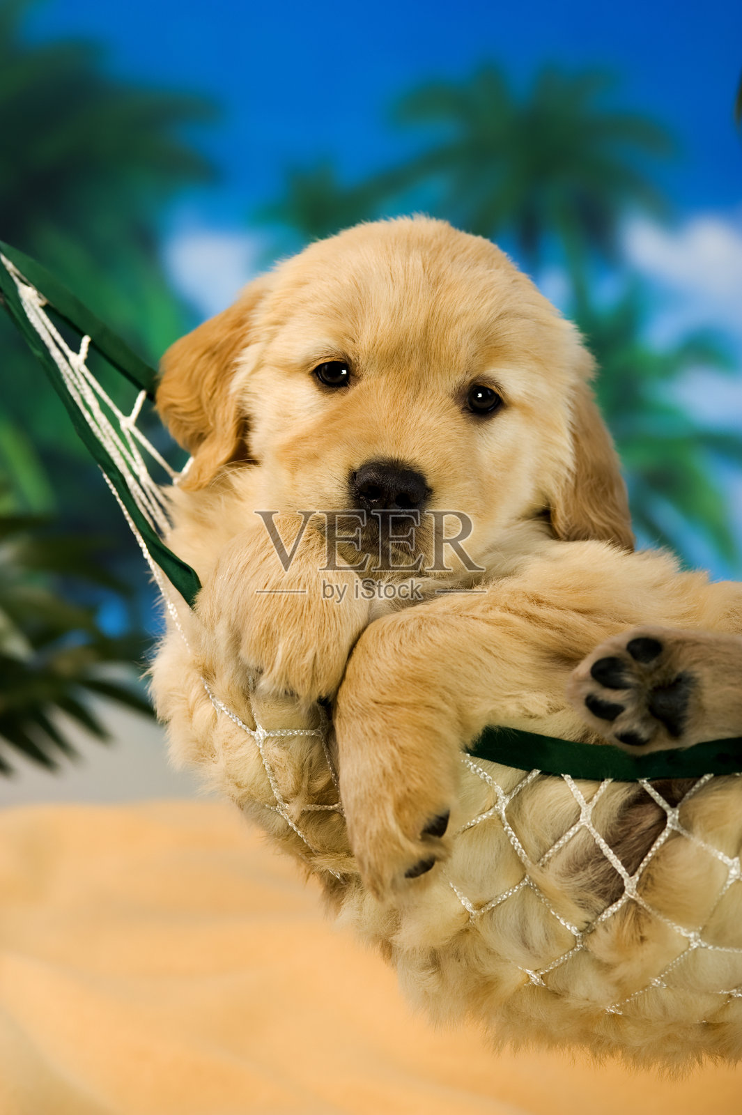 吊床上的小狗照片摄影图片