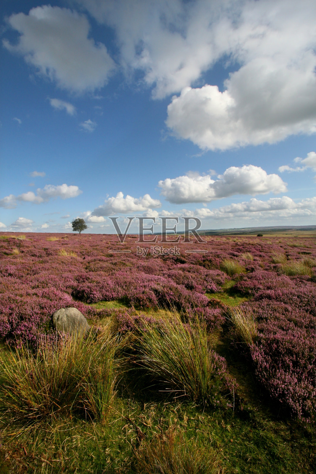 遥远的孤独的树照片摄影图片