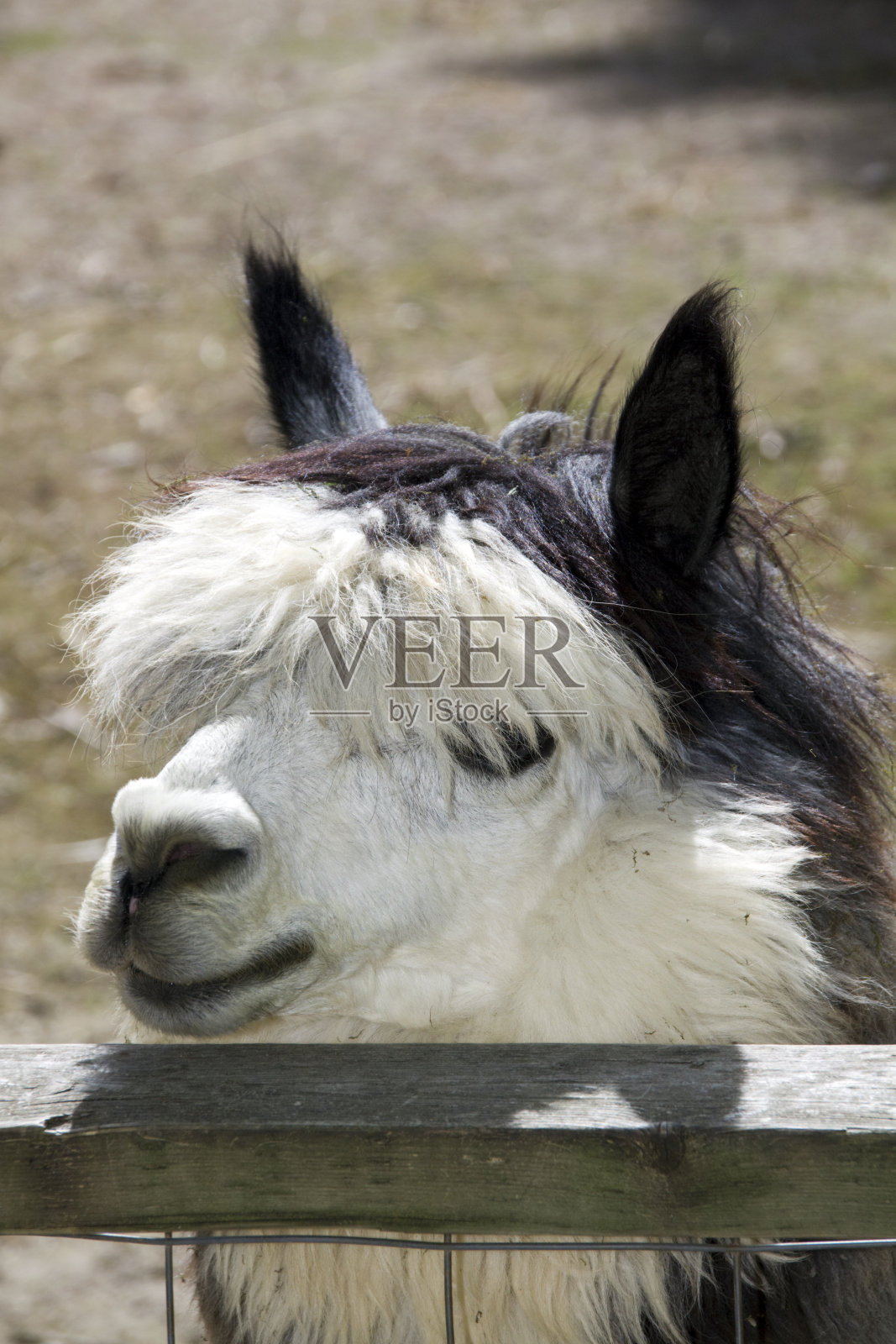 羊驼照片摄影图片