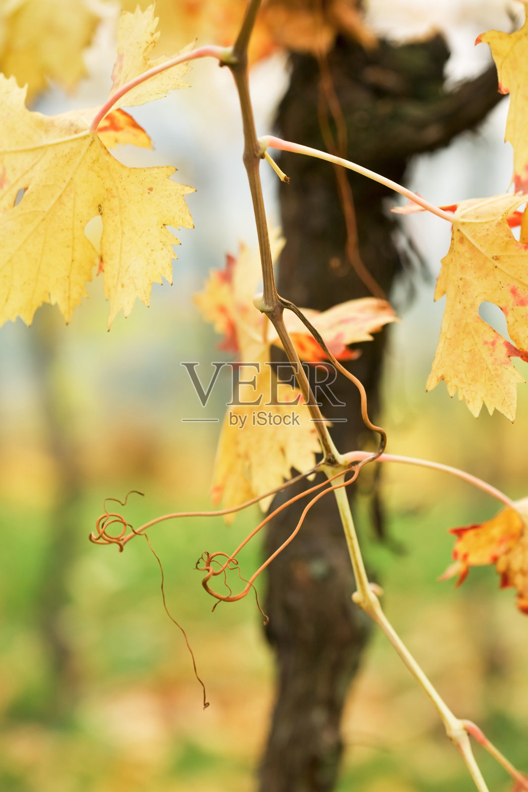 秋季酒庄照片摄影图片