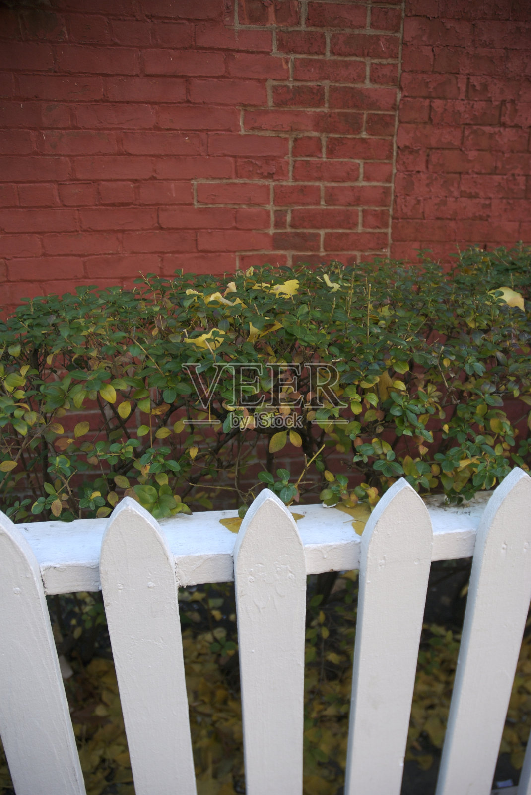 白色尖桩栅栏,红色砖墙,绿色树篱照片摄影图片