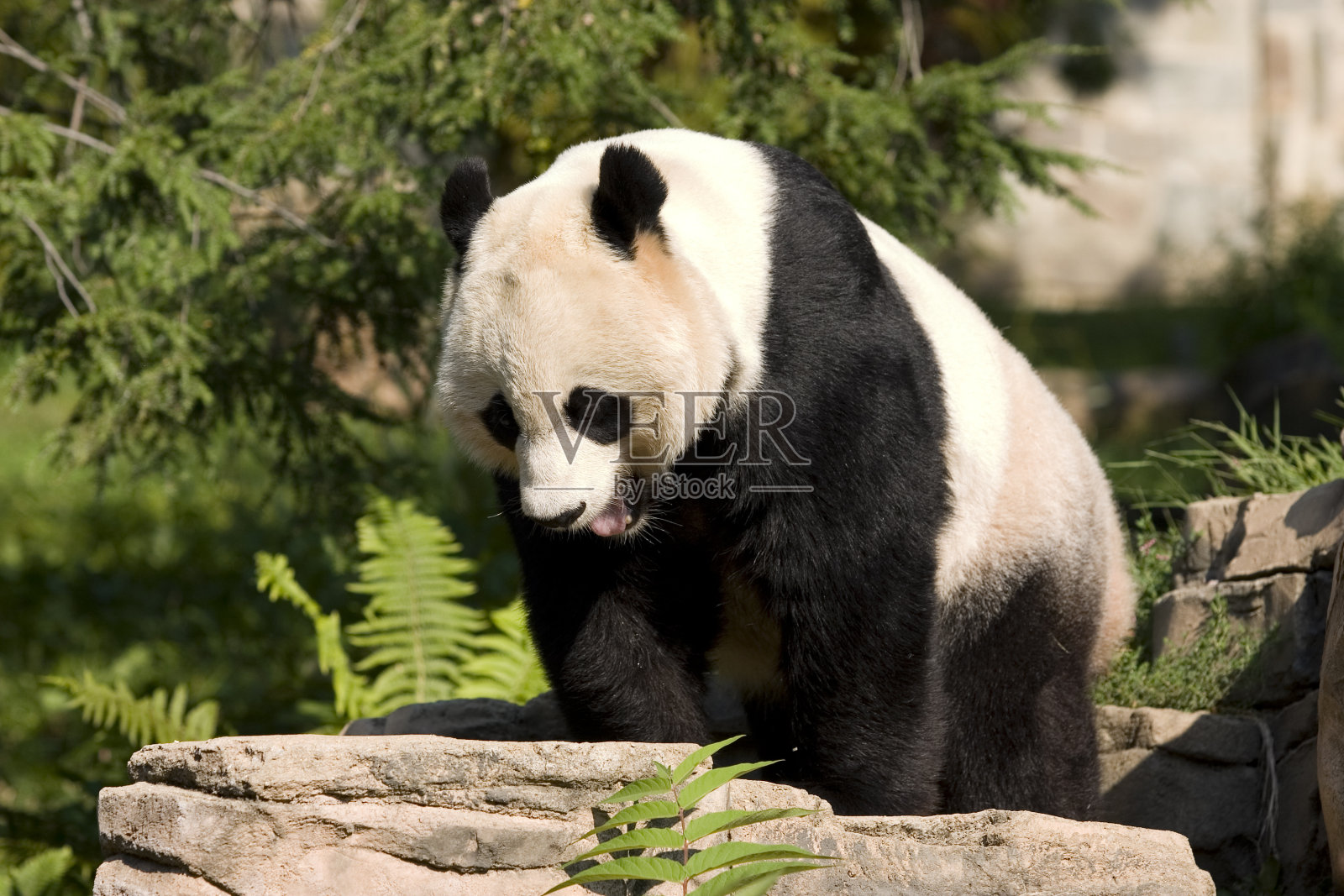 熊猫打哈欠照片摄影图片