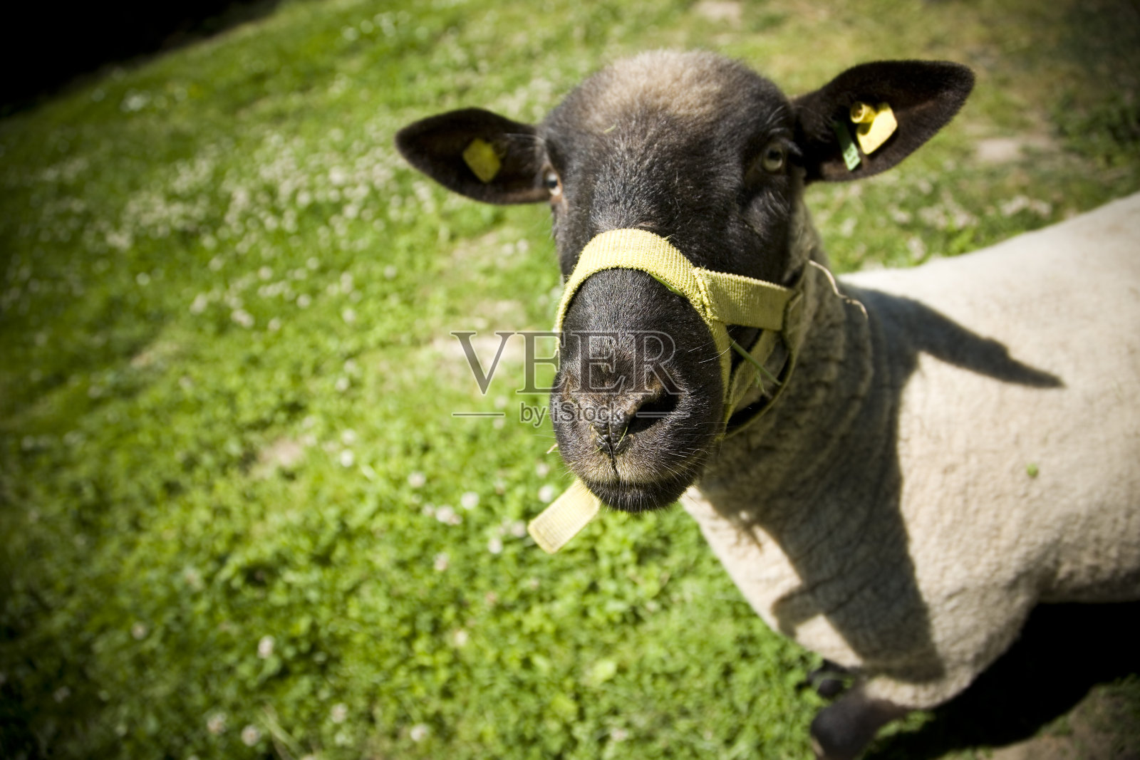 羊照片摄影图片