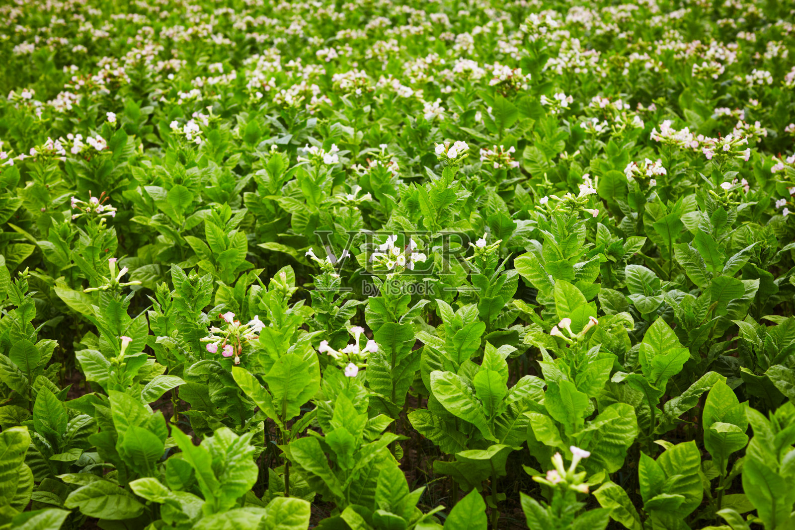 烟草种植园照片摄影图片