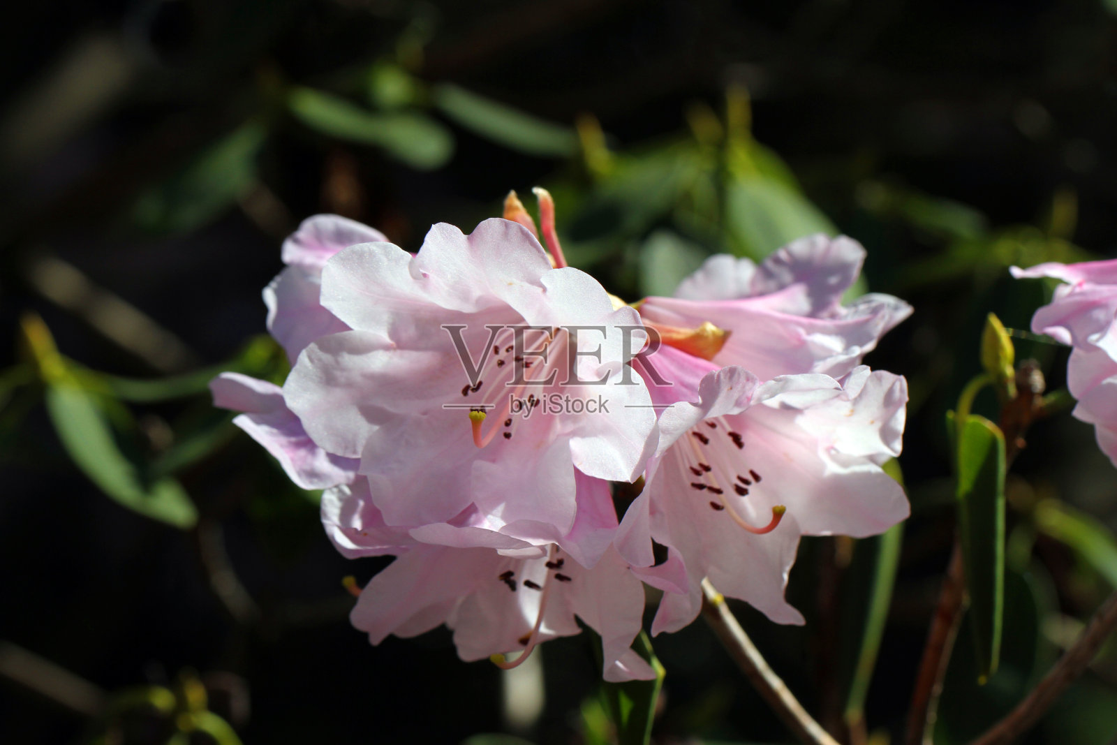 花钟照片摄影图片