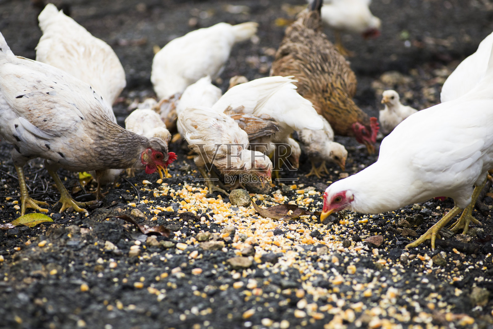 鸡照片摄影图片