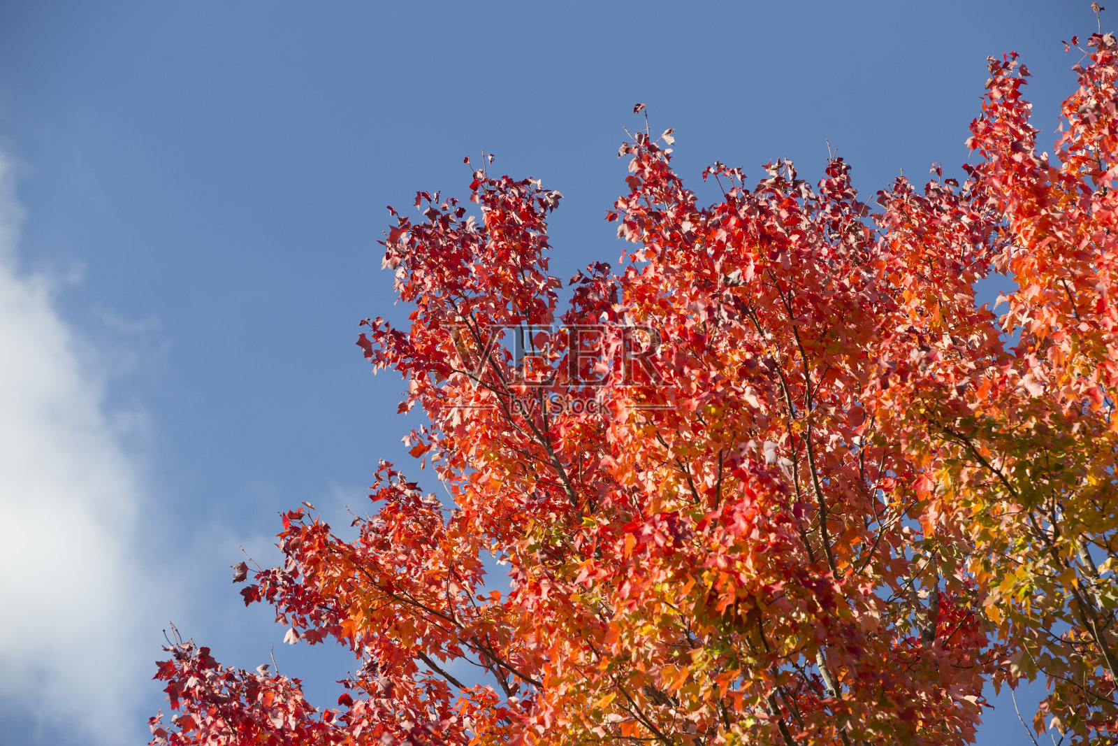 糖枫树照片摄影图片