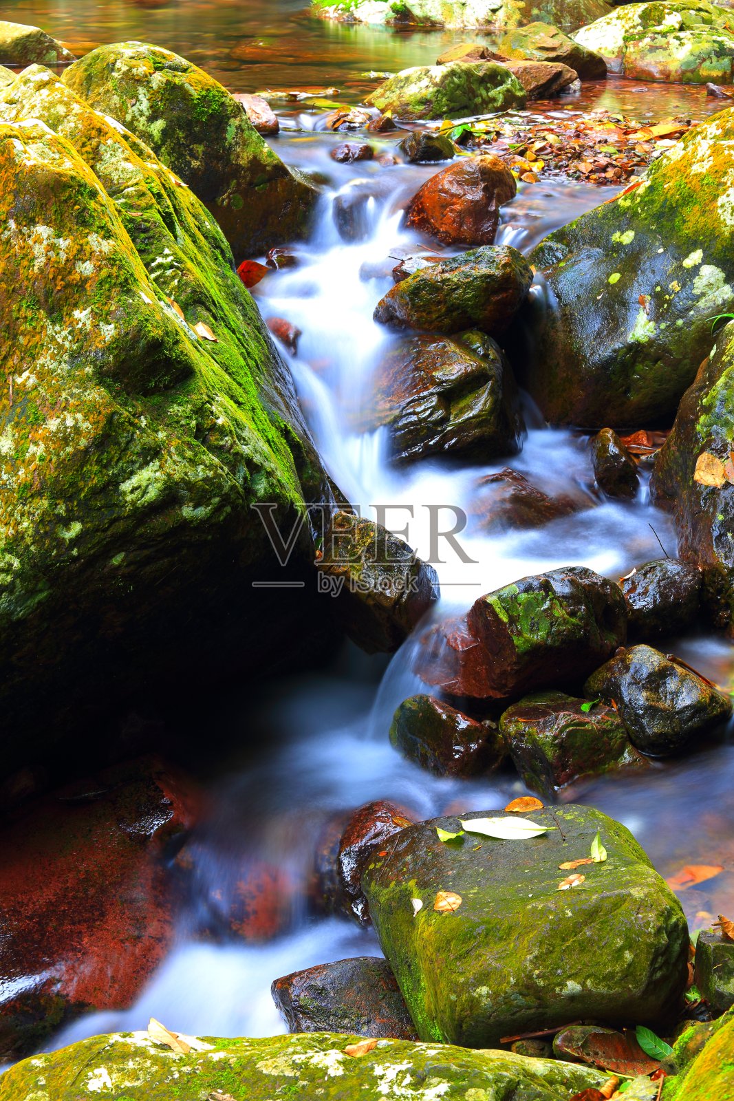 原始森林中的小溪照片摄影图片