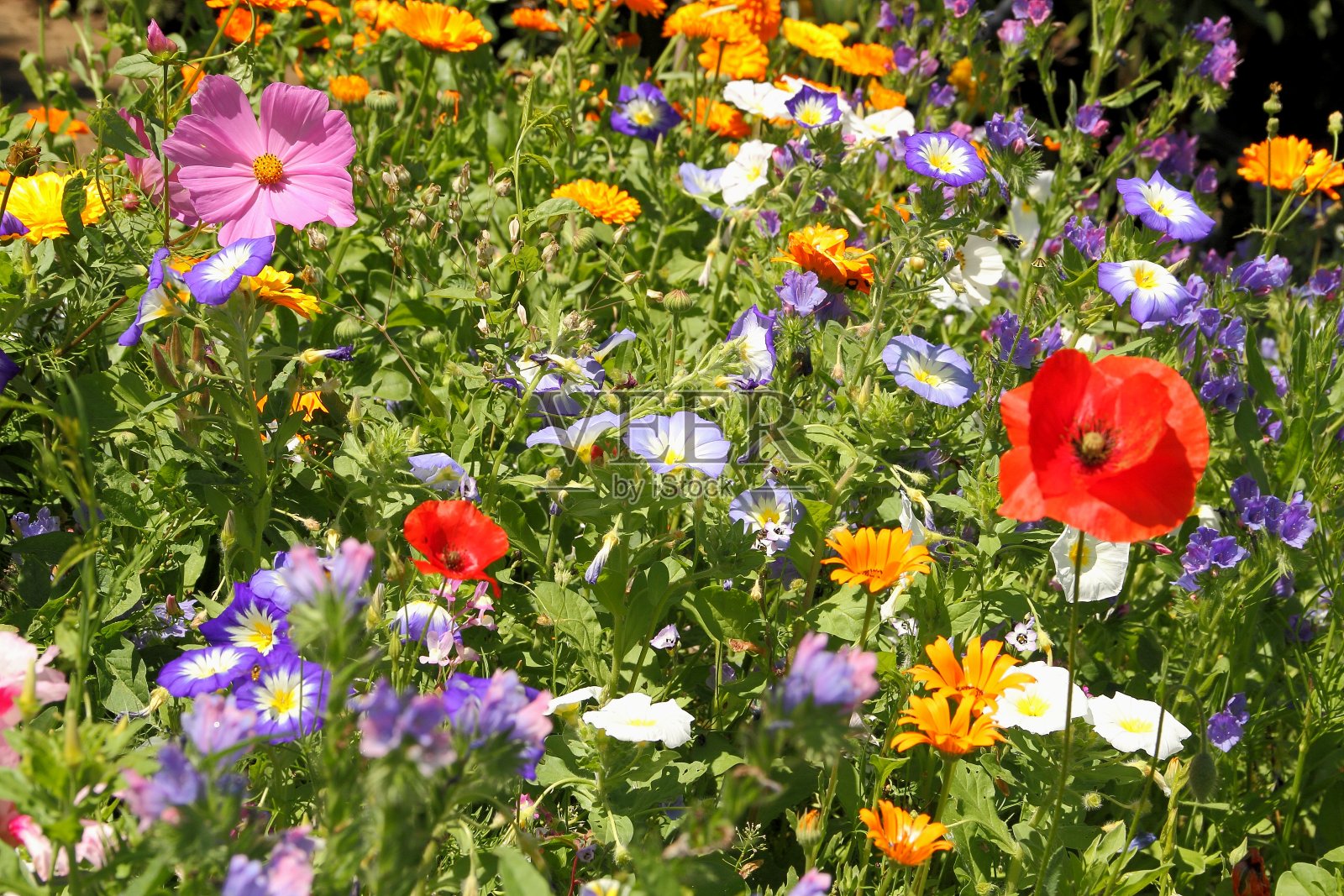 鲜花草甸照片摄影图片