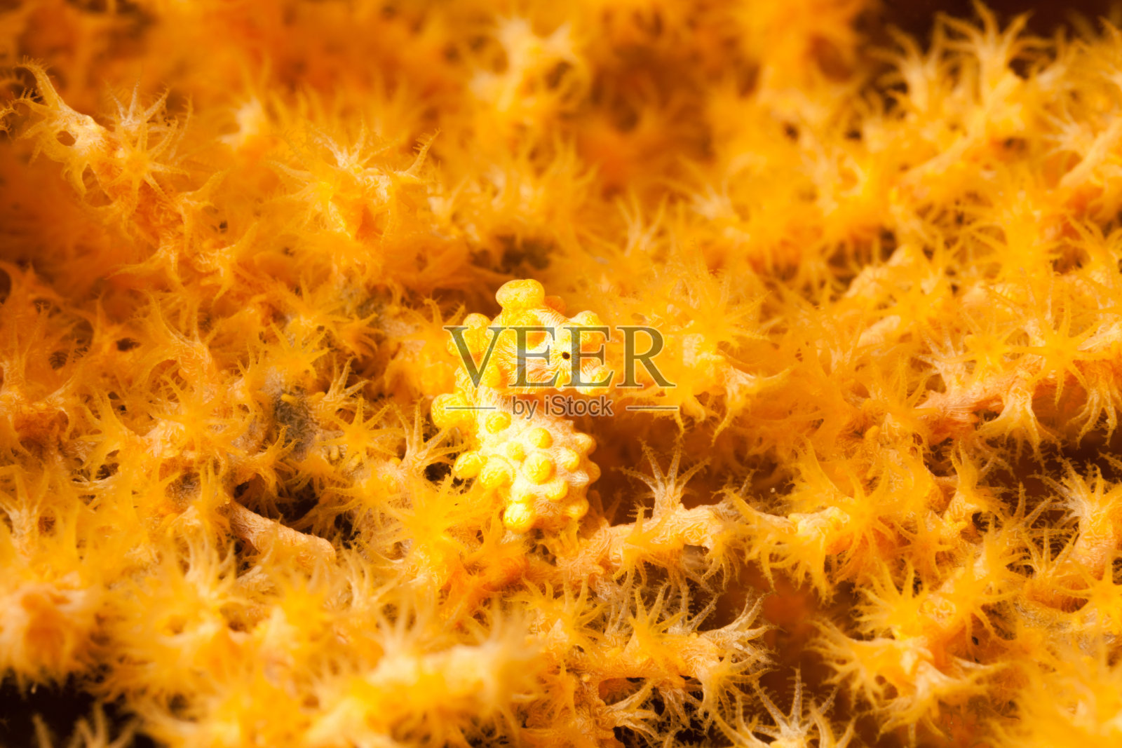 侏儒海马在柳珊瑚上的黄色变异照片摄影图片