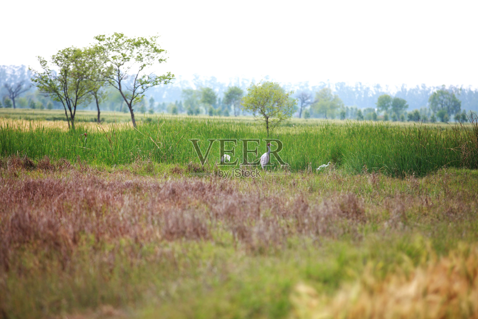 鸟类在自然界中照片摄影图片
