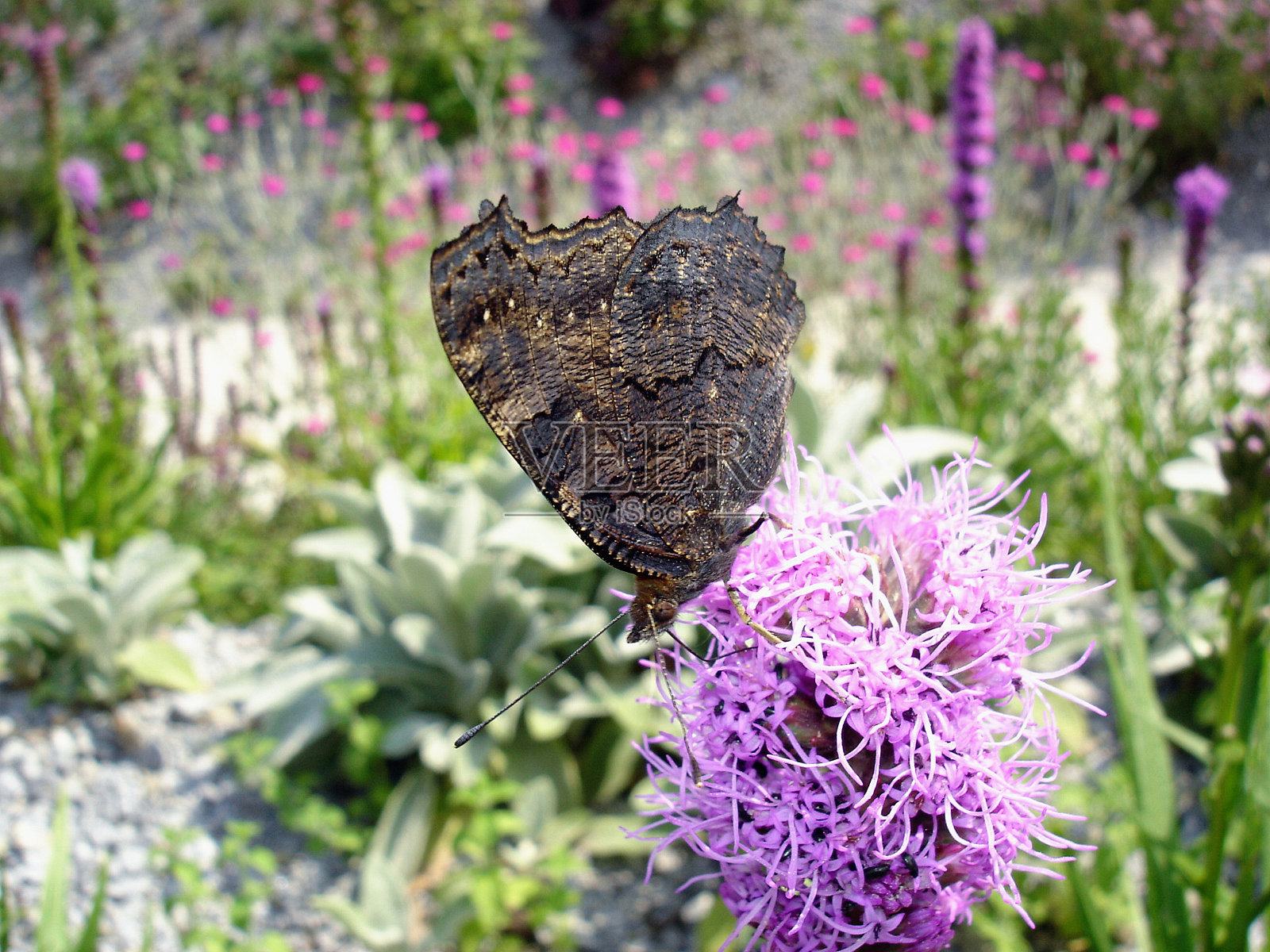 欧洲孔雀蝶照片摄影图片