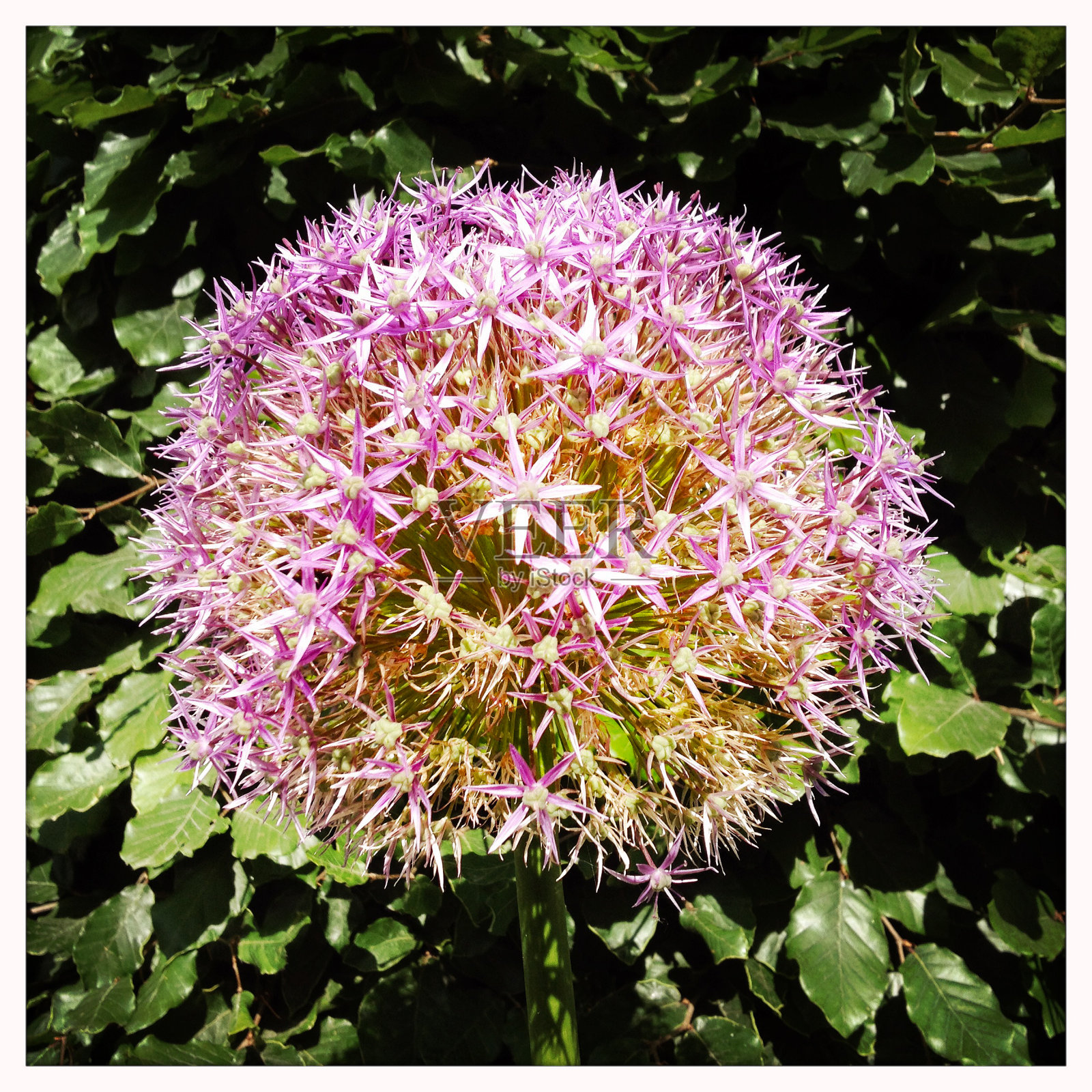 Allium 'Beau Regard'花照片摄影图片