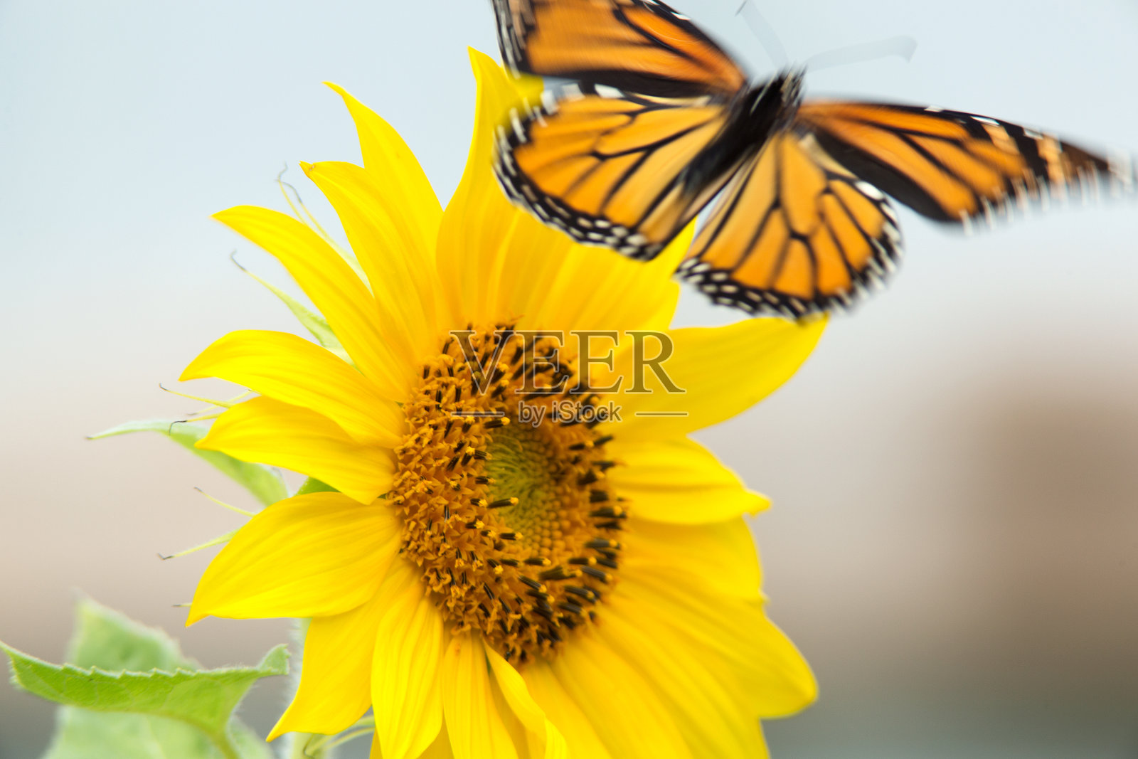 向日葵的航班照片摄影图片
