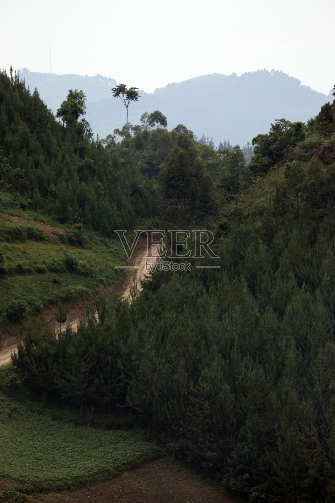 乌干达:布温迪以南的山区照片摄影图片