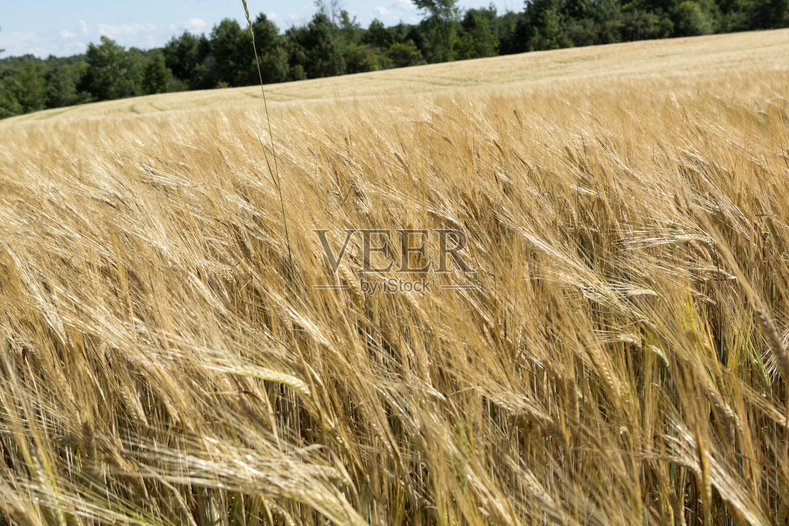 小麦照片摄影图片