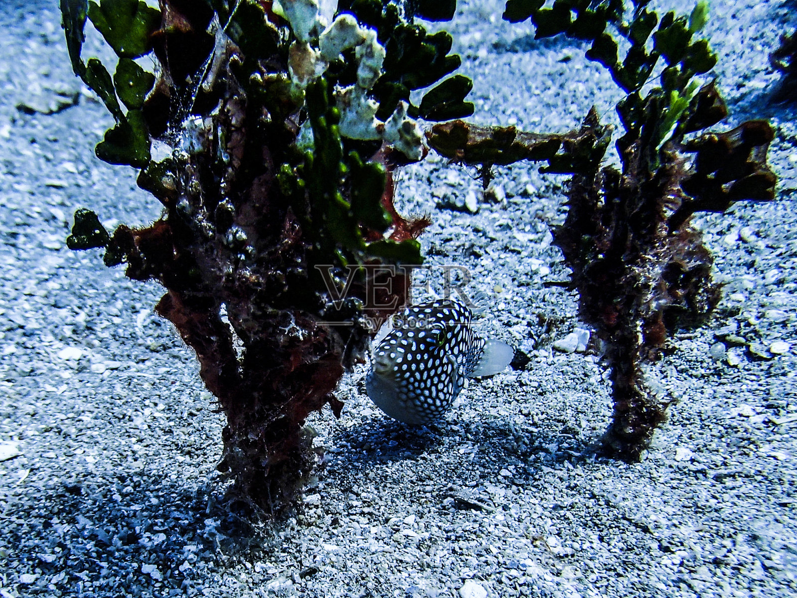 水下的场景照片摄影图片