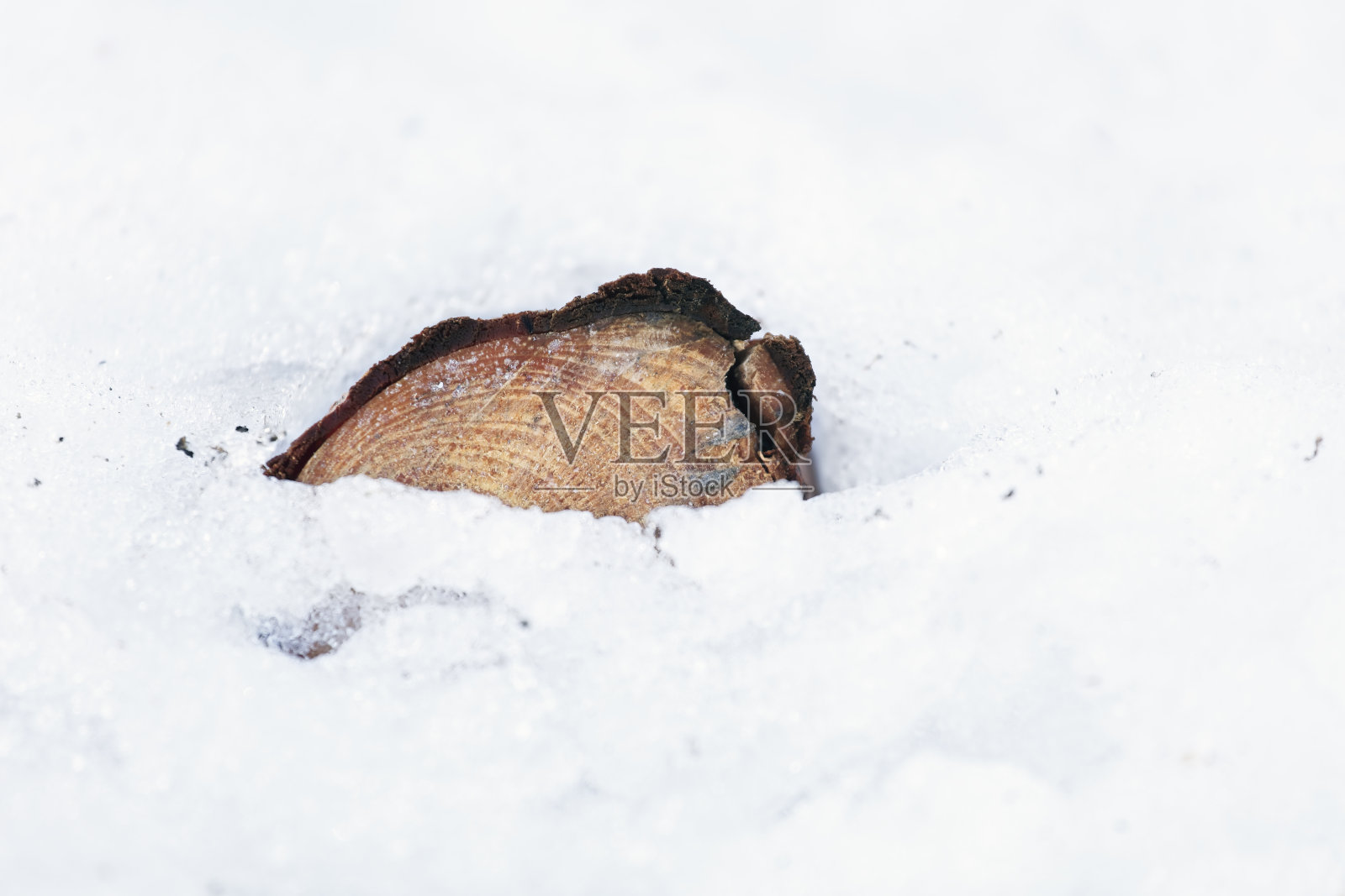 积雪下堆放的原木照片摄影图片