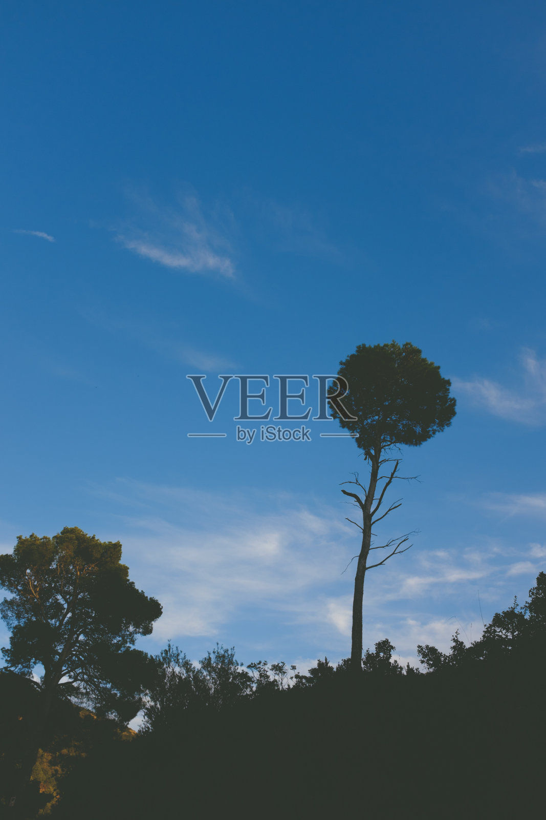 日落下的树木照片摄影图片