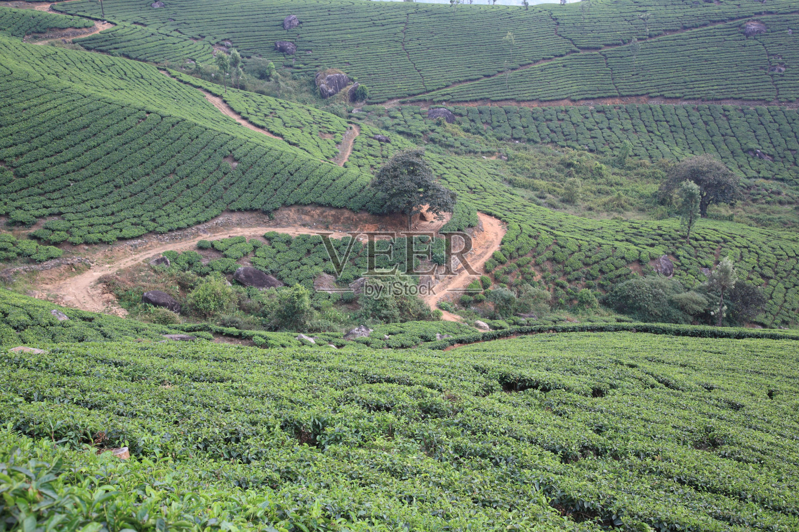 印度喀拉拉邦穆纳尔的茶园照片摄影图片