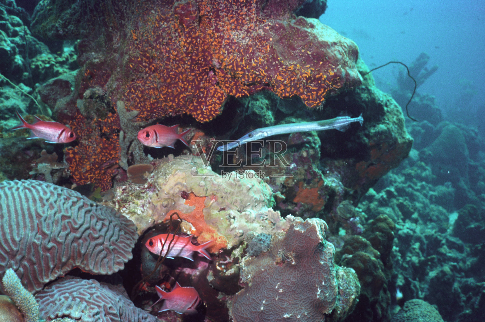 加勒比暗礁场景与喇叭和松鼠鱼照片摄影图片