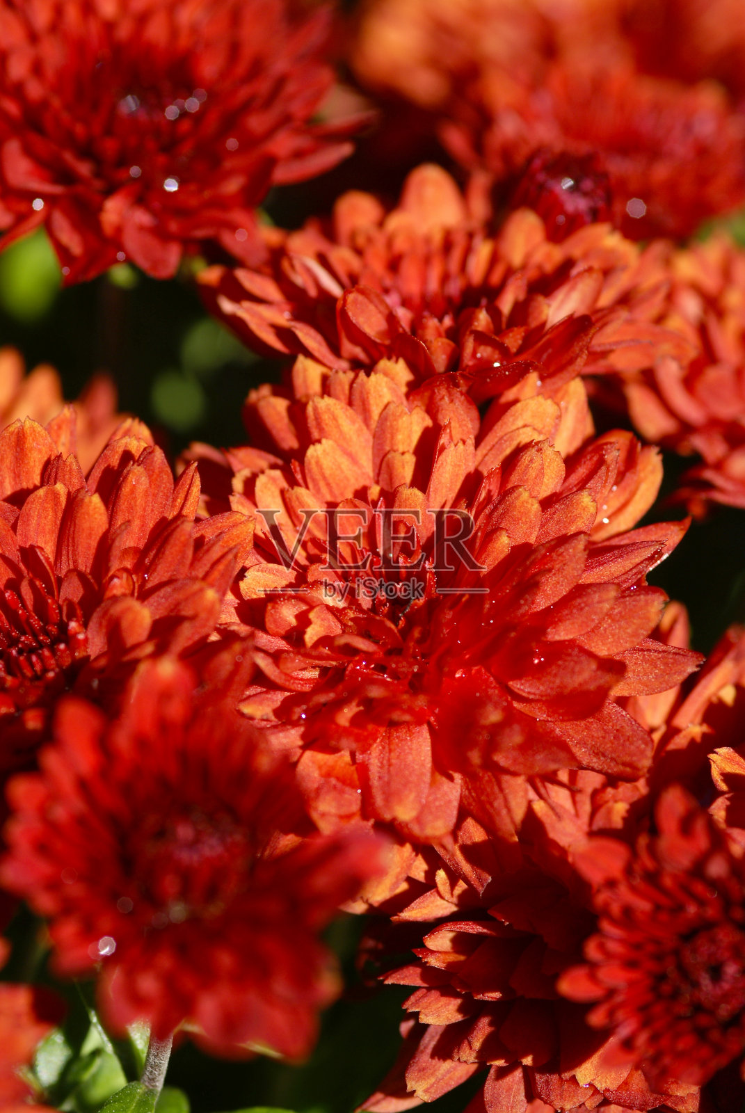 红米迦勒节雏菊照片摄影图片