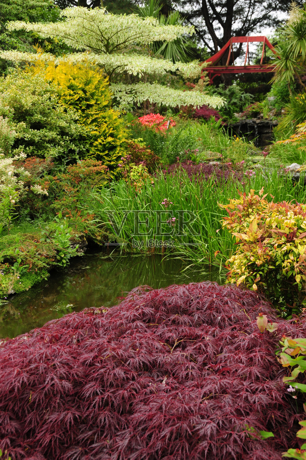日本花园。照片摄影图片