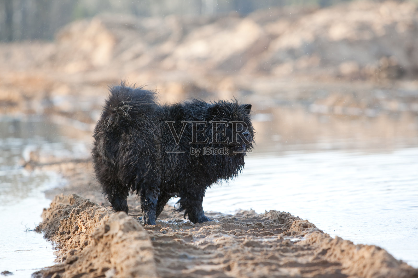 湿脏黑松脆照片摄影图片