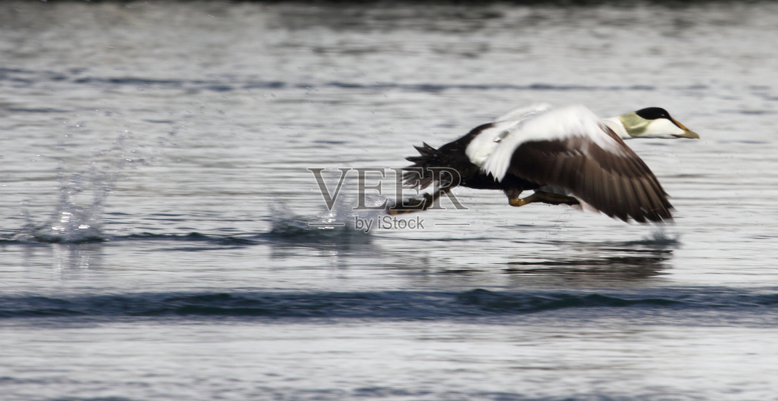 羽绒鸭脱下挪威斯瓦尔巴特群岛照片摄影图片