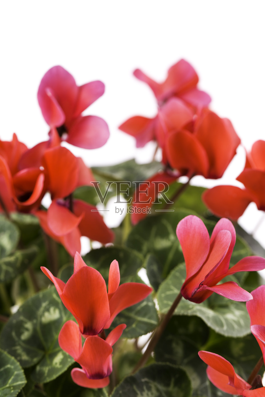 仙客来的植物照片摄影图片