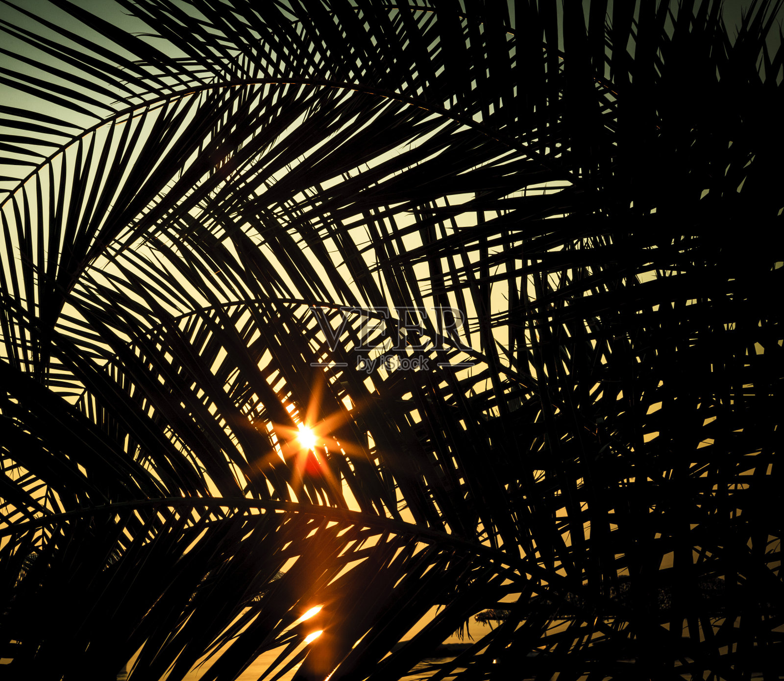 热带的太阳照片摄影图片