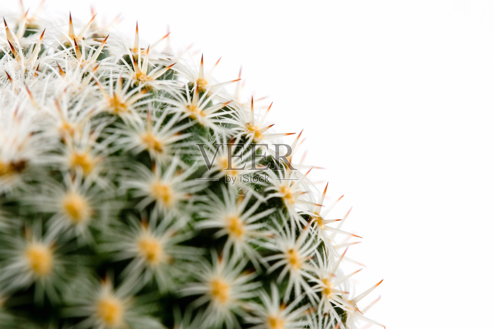 仙人掌峰值照片摄影图片