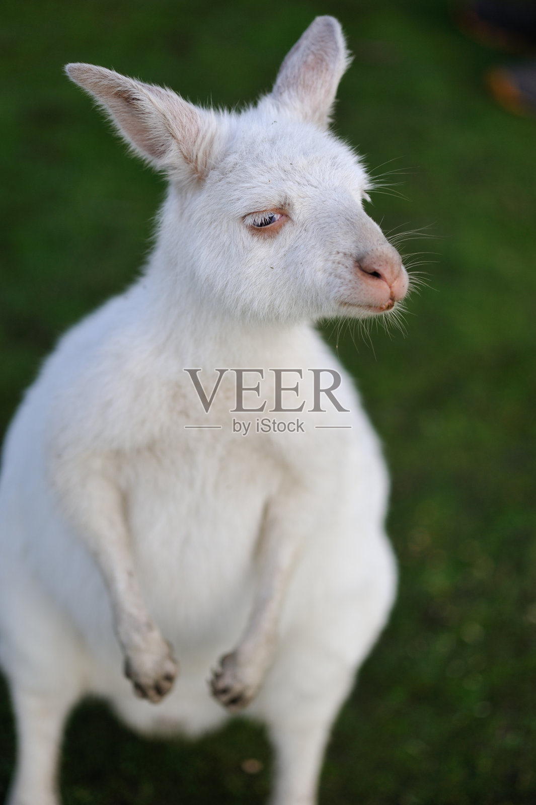 白化袋鼠照片摄影图片