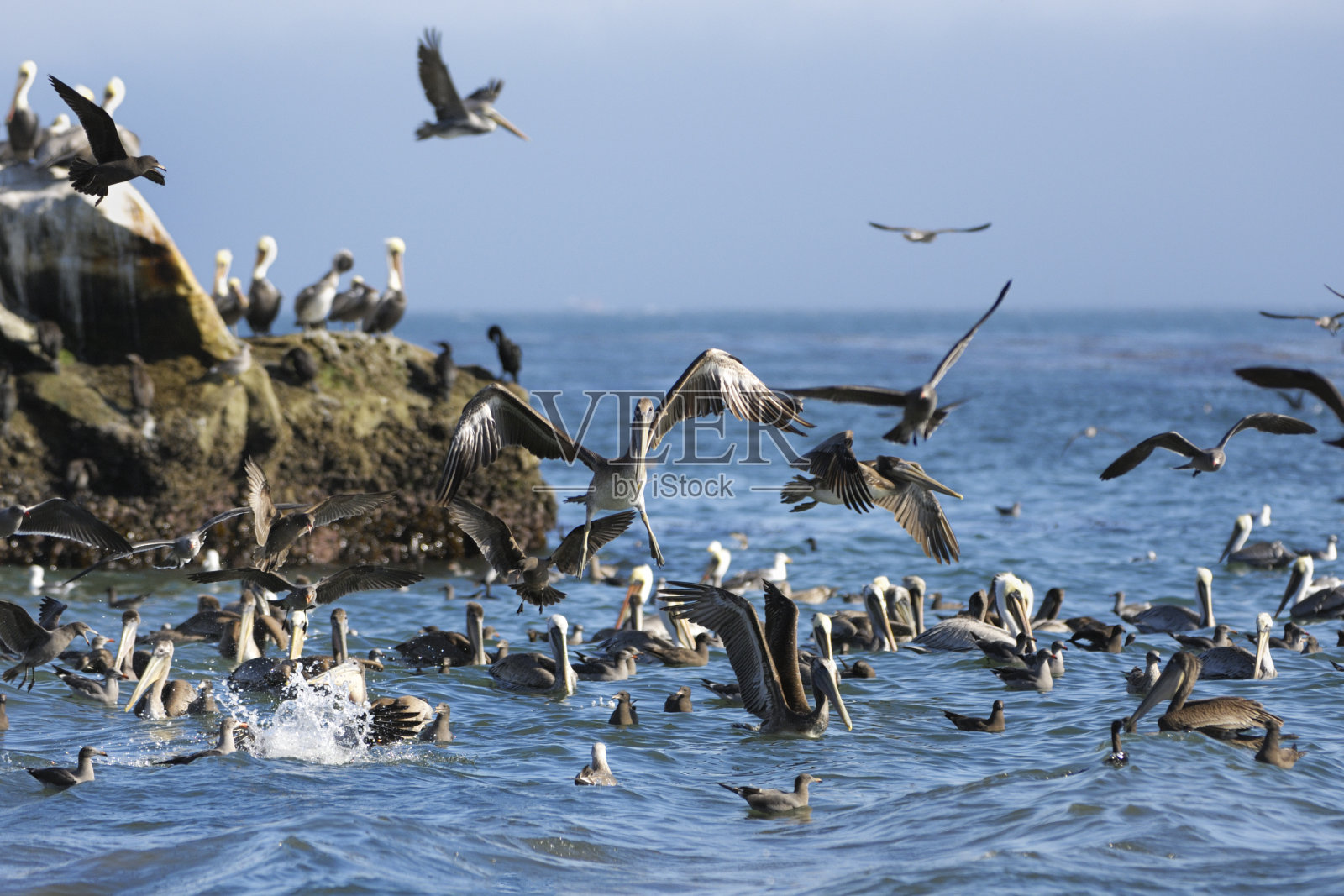 觅食的褐鹈鹕和其他鸟类照片摄影图片