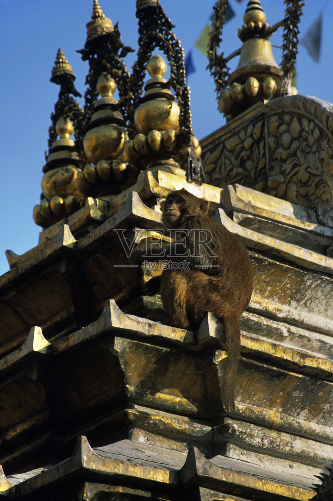 加德满都猴庙上的恒河猴照片摄影图片