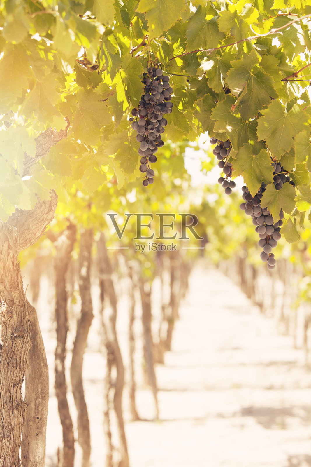 葡萄葡萄园照片摄影图片