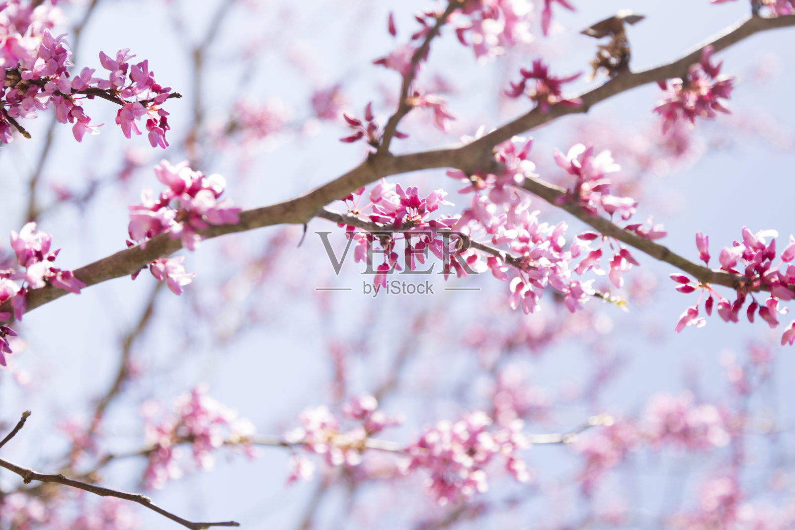 自然,花:美丽的紫荆树的春天开花。照片摄影图片