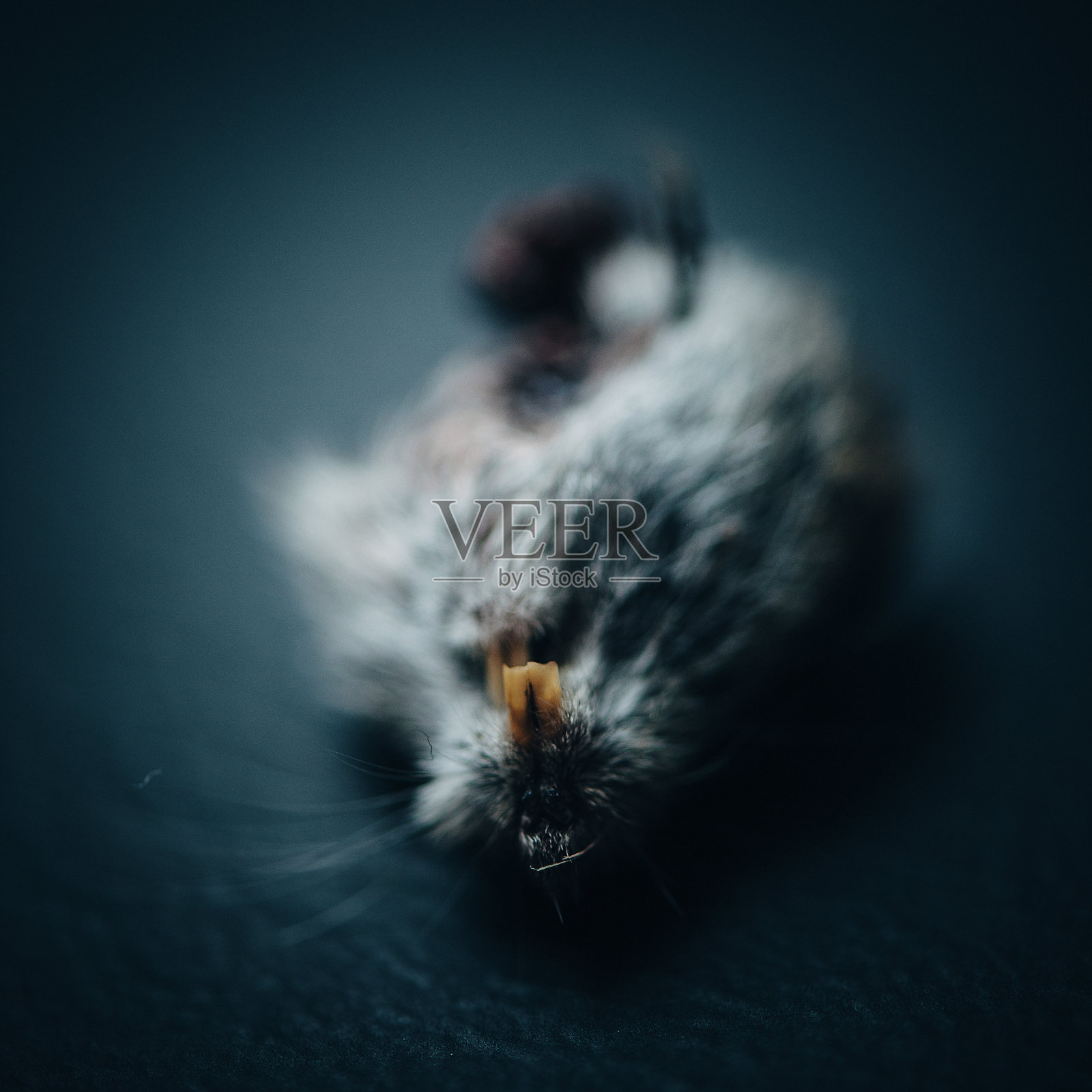 死老鼠头照片摄影图片