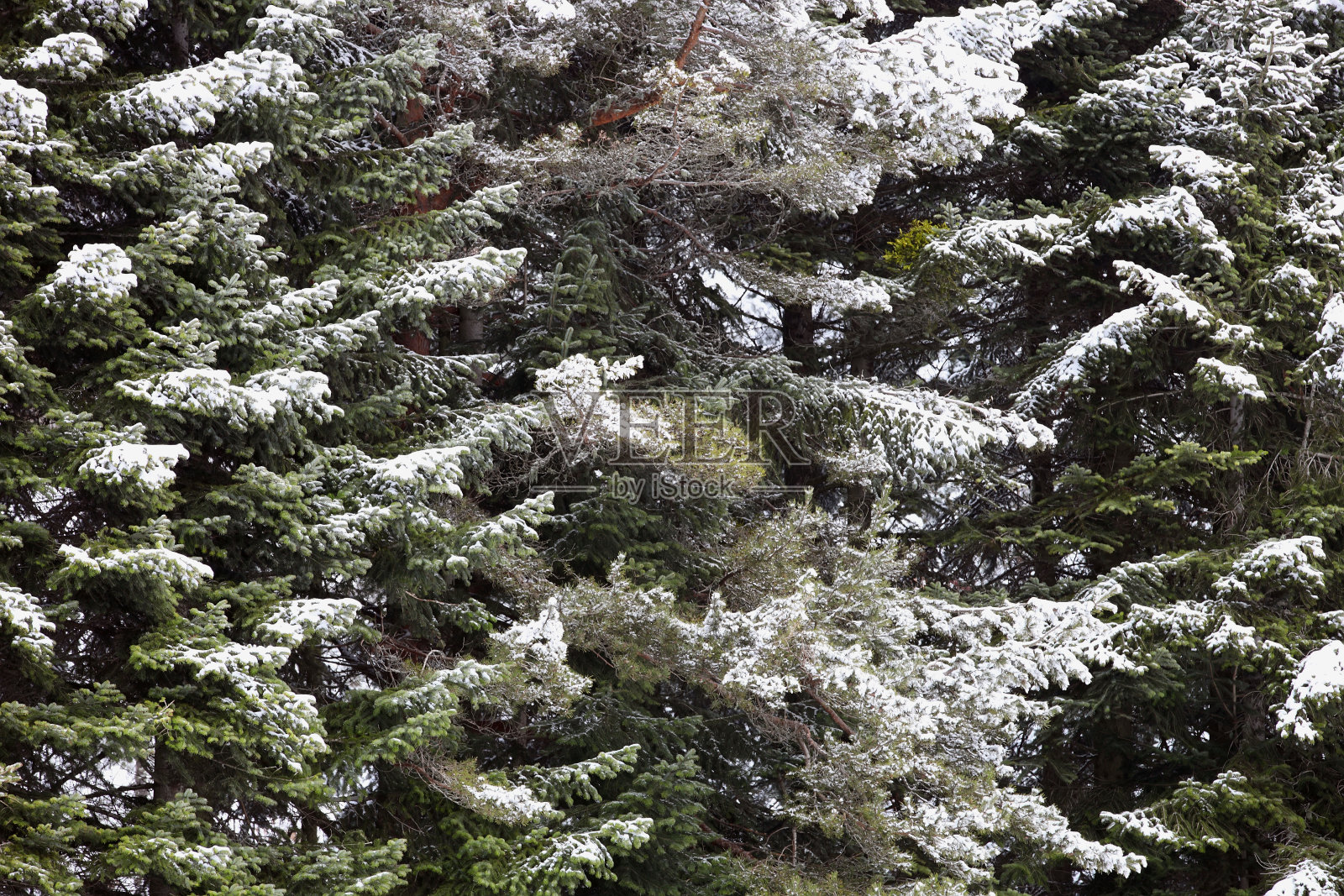 松树林和冬天的雪照片摄影图片