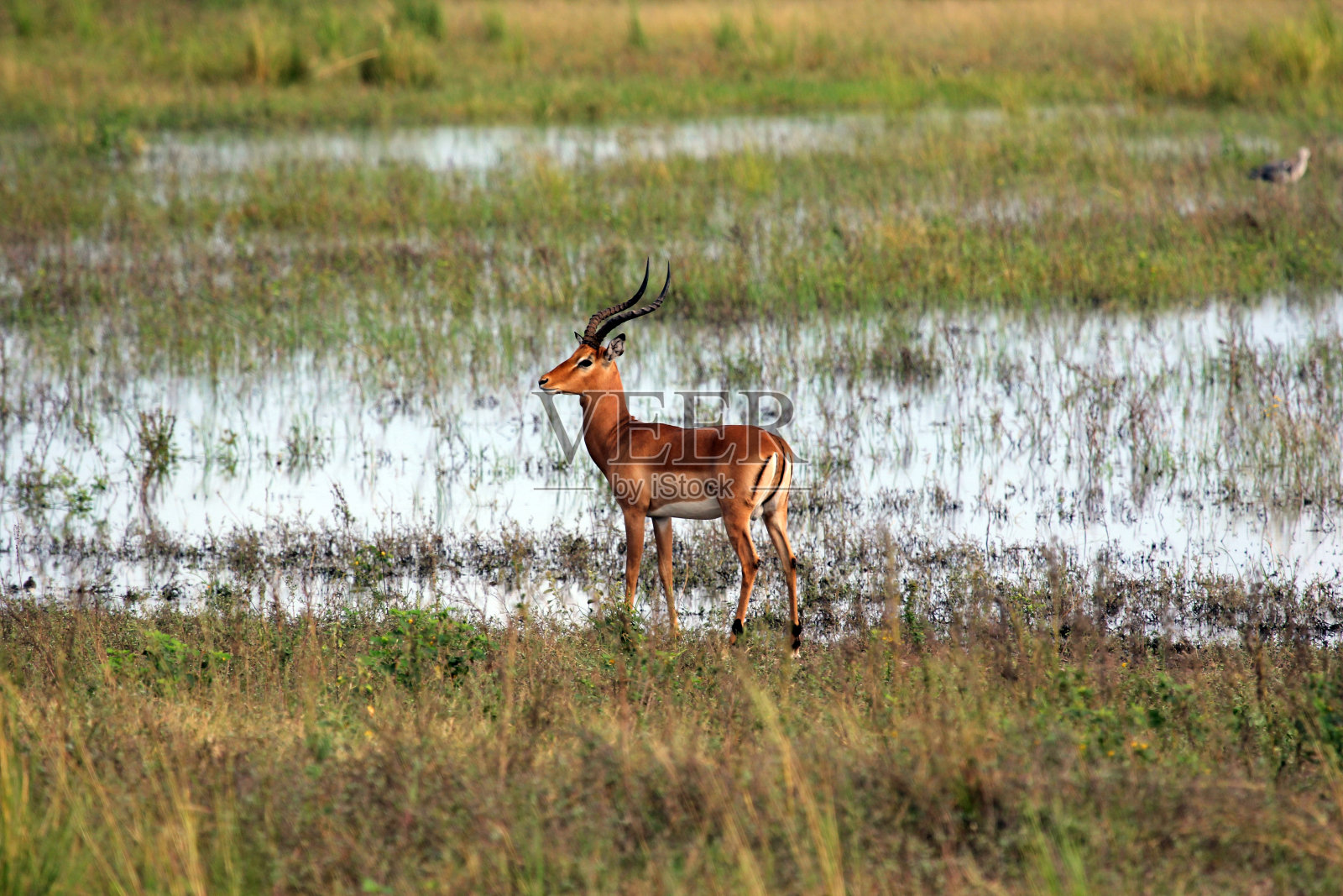 博茨瓦纳:丘比国家公园的黑斑羚照片摄影图片