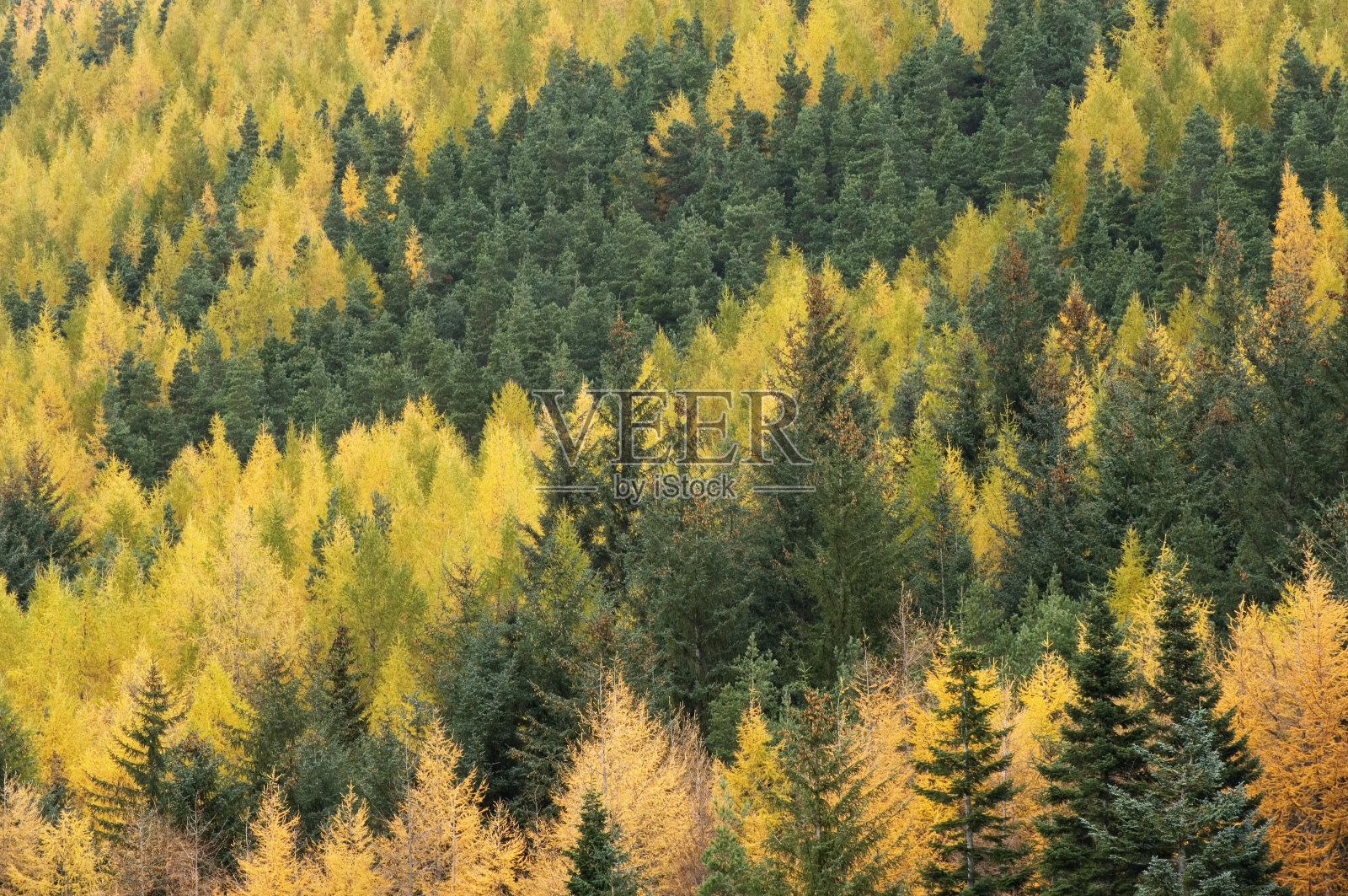 森林在秋天照片摄影图片