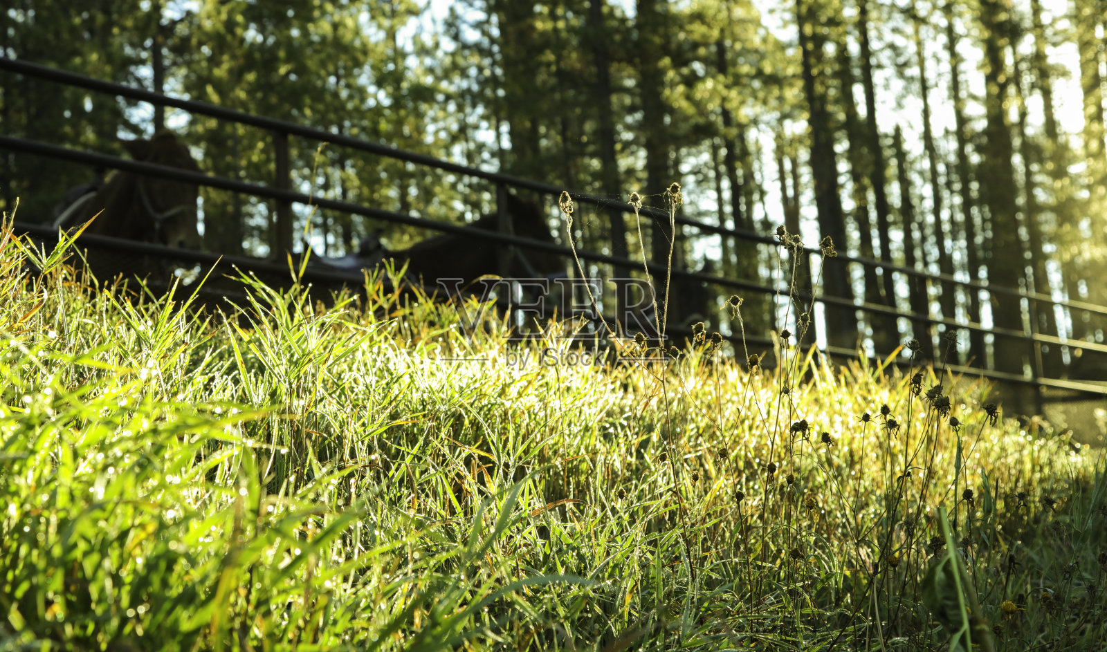 骡子在畜栏照片摄影图片