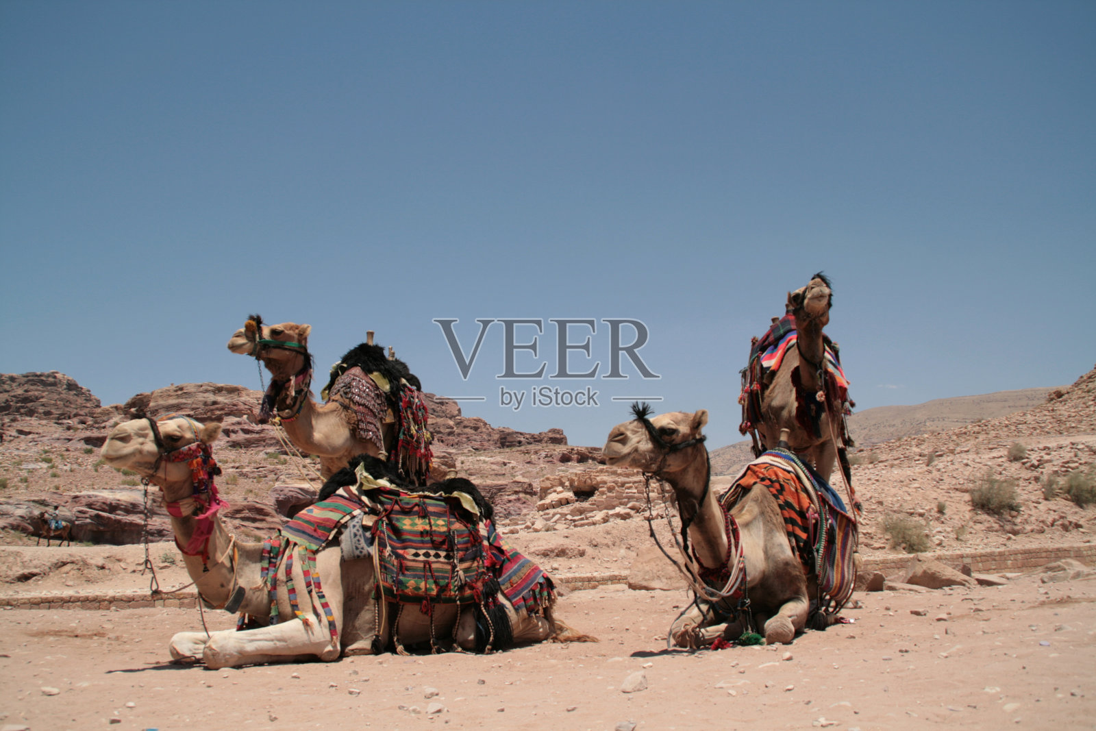 佩特拉的骆驼照片摄影图片