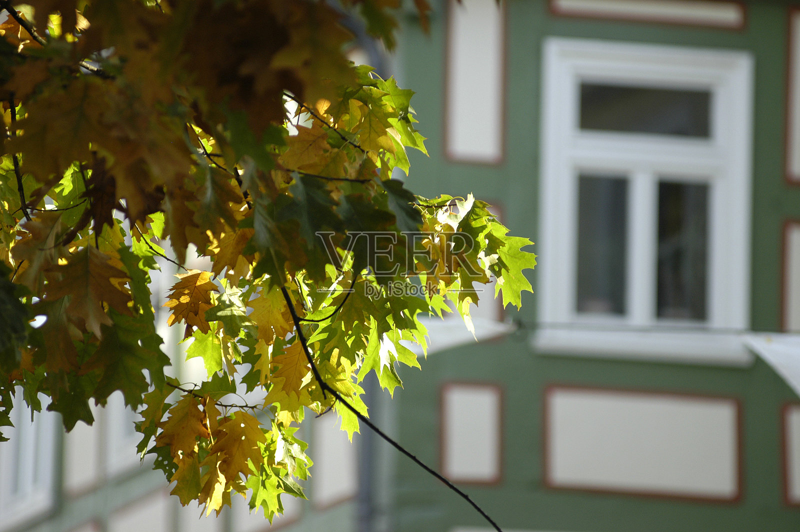 橡树在秋天落叶照片摄影图片