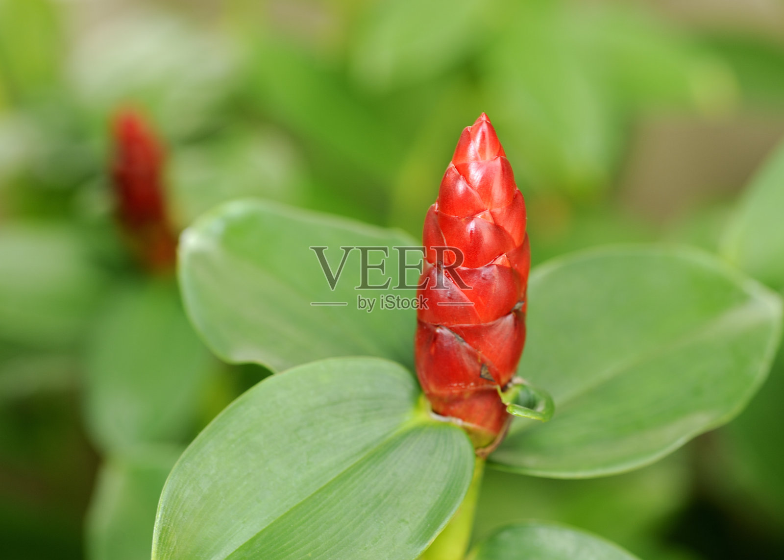 两朵热带红花照片摄影图片