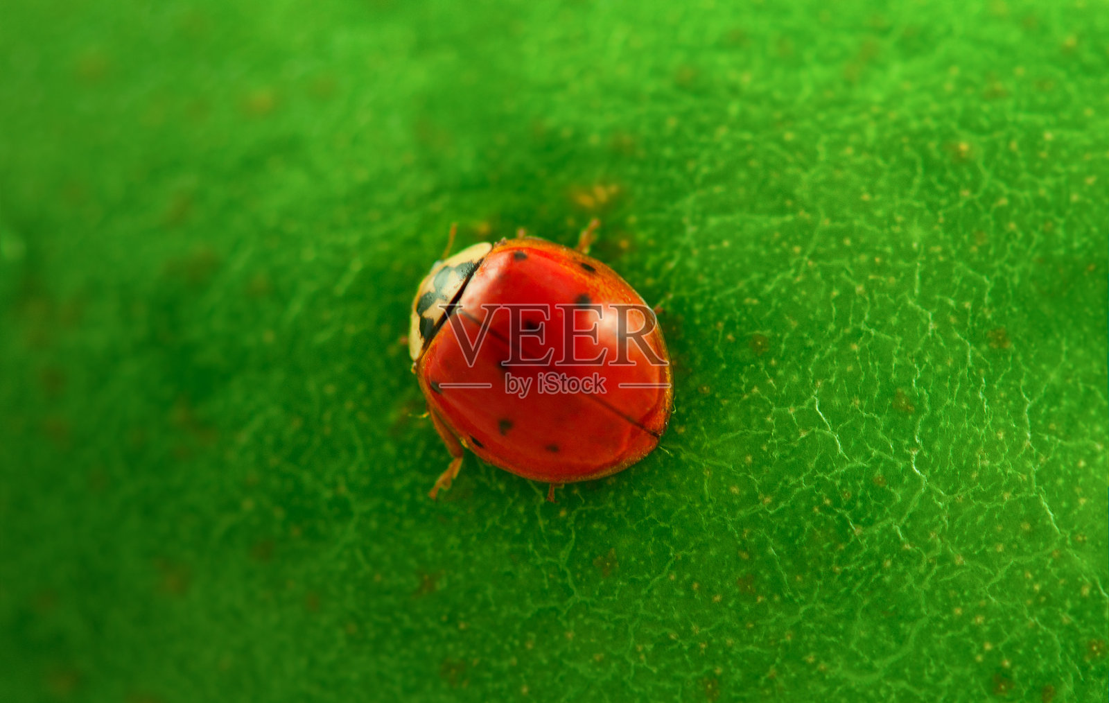 瓢虫照片摄影图片