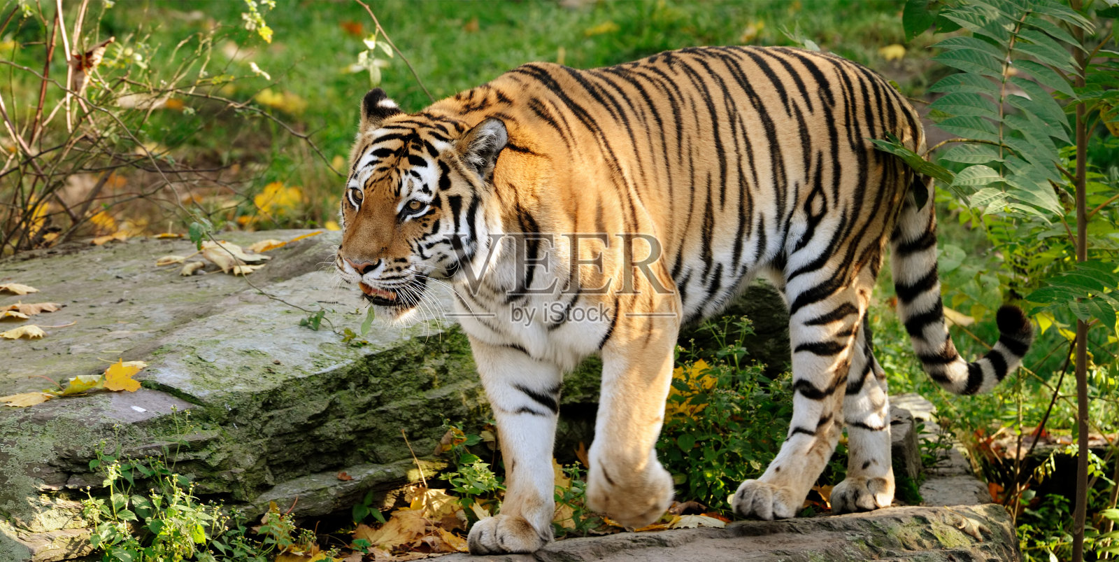 老虎照片摄影图片