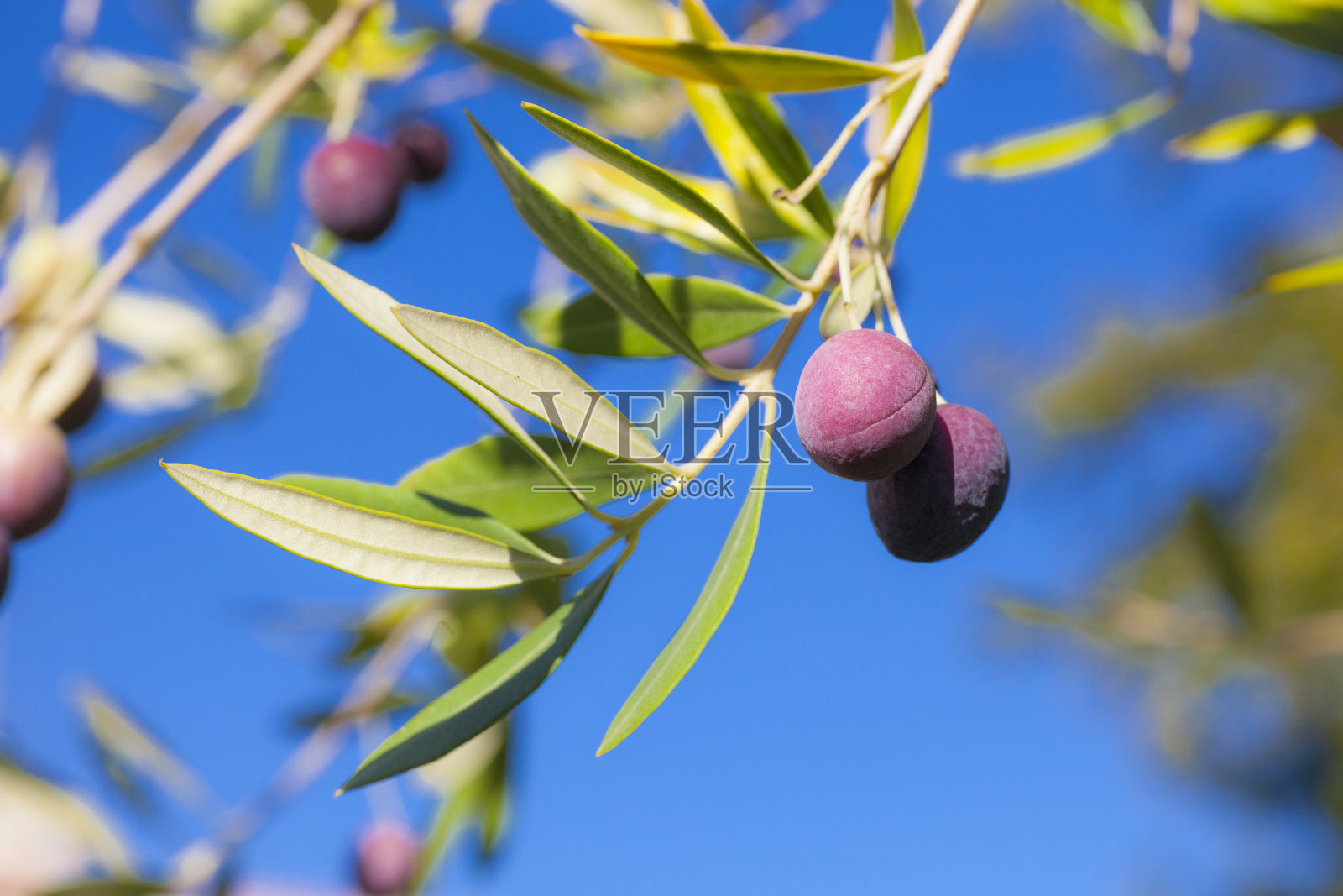 橄榄树照片摄影图片