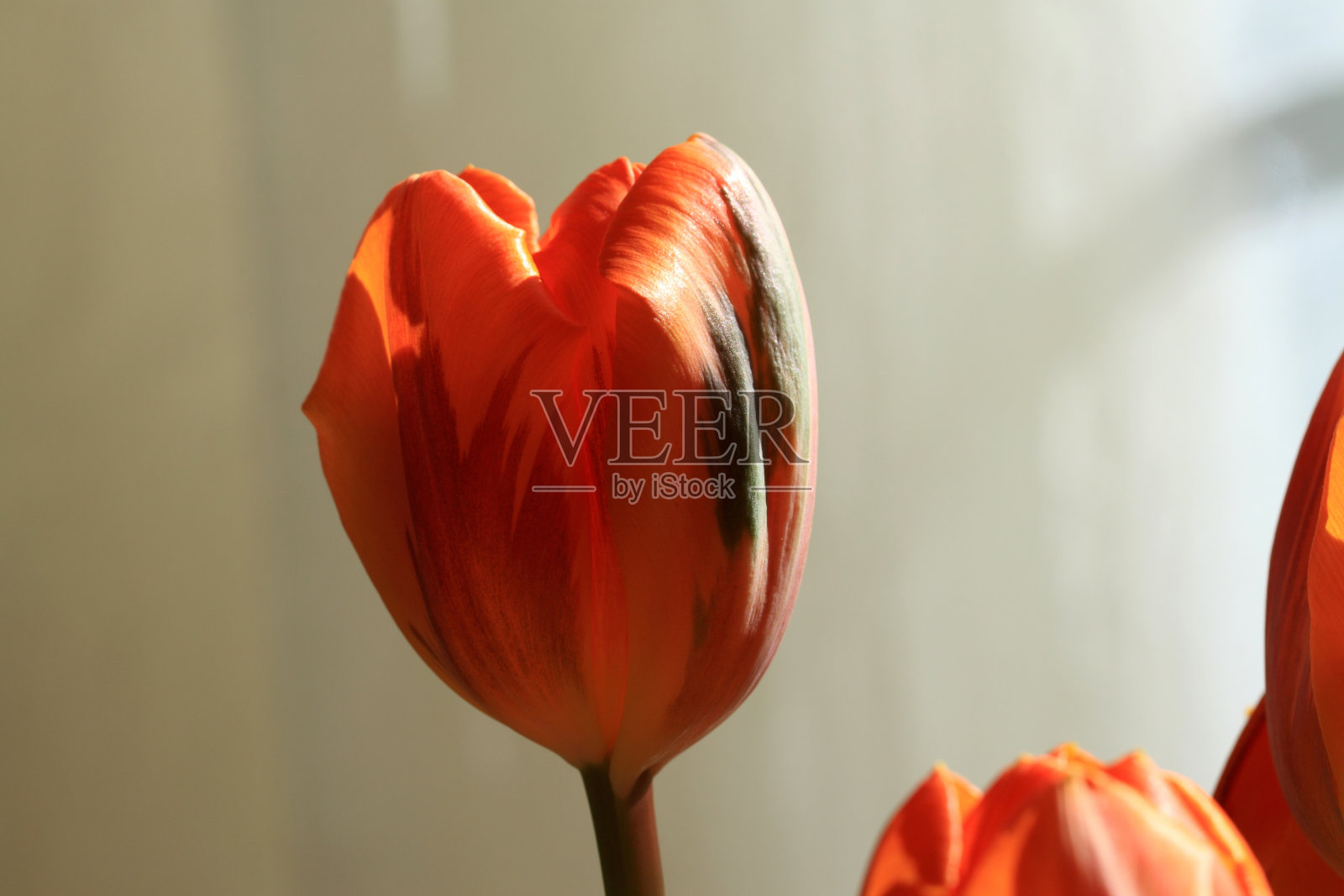 除了郁金香照片摄影图片